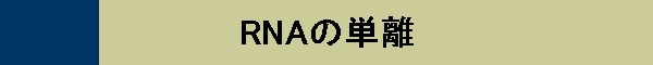 RNA̒P