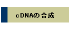 cDNA̍
