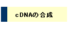 cDNA̍