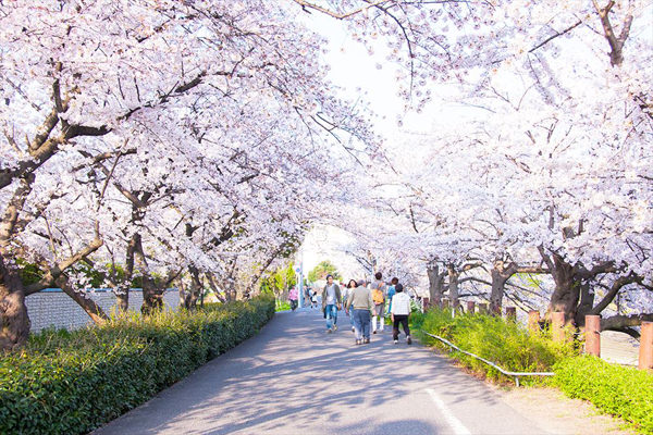 桜山