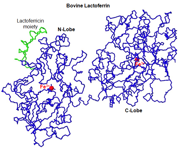 ラクトフェリン