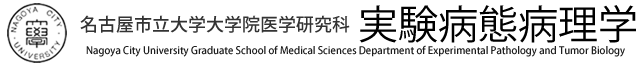 名古屋市立大学大学院医学研究科　実験病態病理学